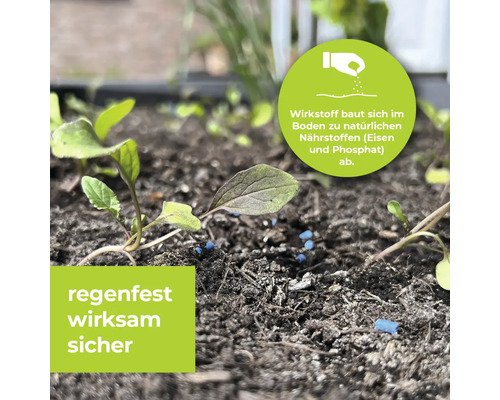 Nahaufnahme von Pflanzen und blauen Düngekörnern im Gartenboden
