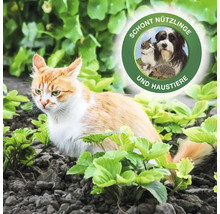 Katze im Garten mit Siegel: Schont Nützlinge und Haustiere
