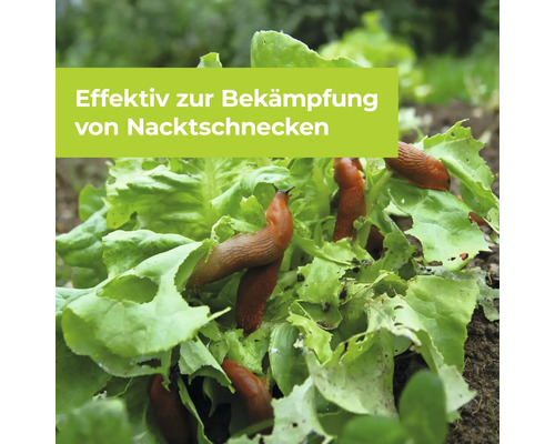 Nacktschnecken auf Salat im Garten