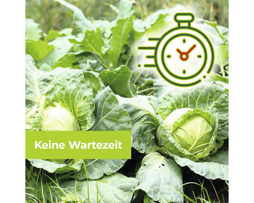 Kohlköpfe im Garten mit Symbol für kurze Wartezeit