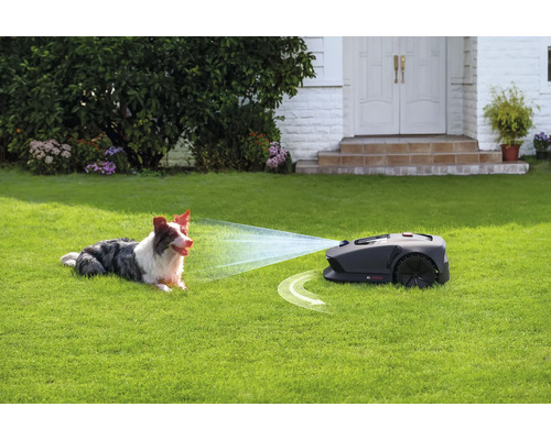 Szene im Garten mit einem Mähroboter und einem Hund auf dem Rasen