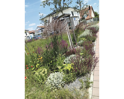 Blumenbeet am Straßenrand mit verschiedenen Pflanzen und jungem Baum