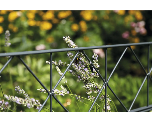 Metallzaun mit Lavendelblüten im Garten