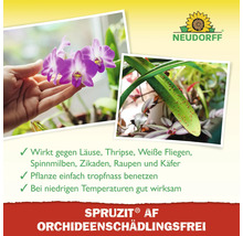 Anwendungsbeispiele für Schädlingsbekämpfung an Orchideen mit Neudorff Spruzit AF