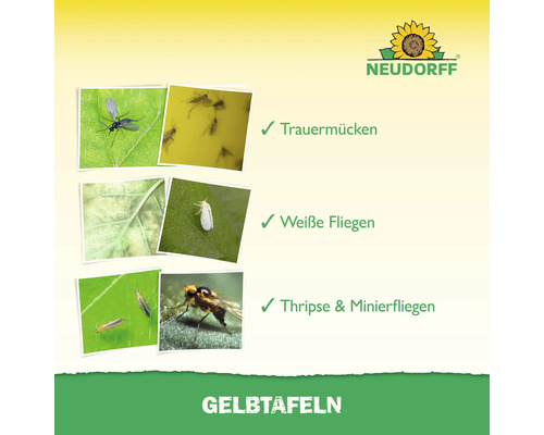 Darstellung von Trauermücken, Weißen Fliegen, Thripse und Minierfliegen für Gelbtafeln