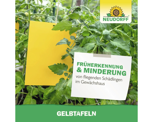 Gelbtafeln zur Schädlingsbekämpfung im Gewächshaus