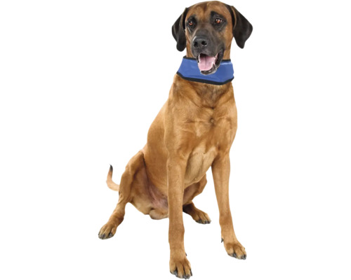Brauner Hund mit Kühlhalsband