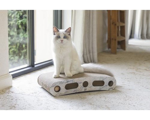 Katze sitzt auf einem Kratzbrett für Katzen