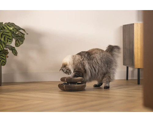 Eine Katze spielt mit einem interaktiven Katzenspielzeug im Innenbereich.