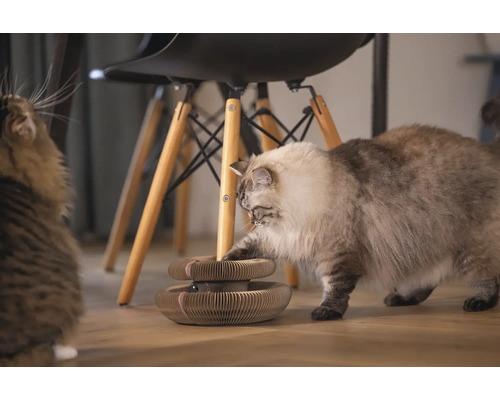 Katze spielt mit einem Katzenkratzbaum auf dem Boden.