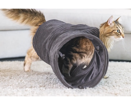Katze spielt in einem Katzentunnel