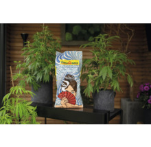 Floragard Professional Light Mix Anzuchterde Sack neben Topfpflanzen auf einem Tisch