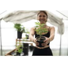 Frau hält Cannabis Pflanze im Topf.