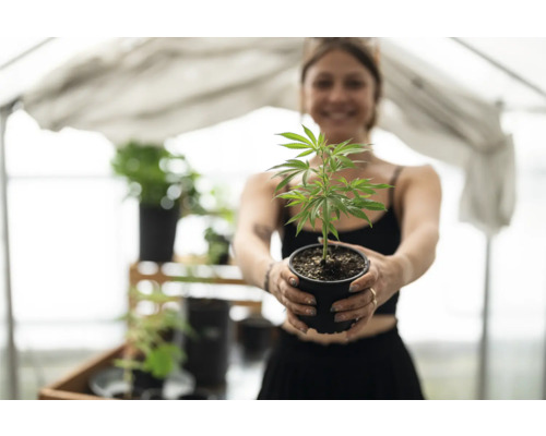 Frau hält Cannabis Pflanze im Topf.