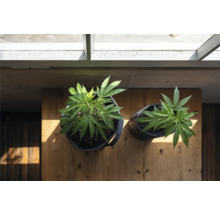 Zwei Cannabis-Pflanzen in Töpfen auf einem Holztisch unter einem Dach