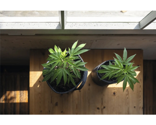 Zwei Cannabis-Pflanzen in Töpfen auf einem Holztisch unter einem Dach