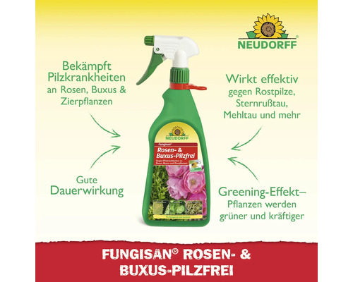 Fungisan Rosen und Buchsbaum Pilzfrei Sprühflasche zur Bekämpfung von Pilzkrankheiten
