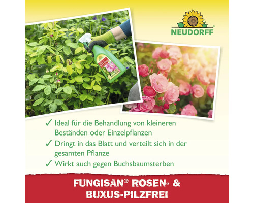 Fungisan Rosen- und Buxus Pilzfrei zur Behandlung von Rosen und Buchsbaum