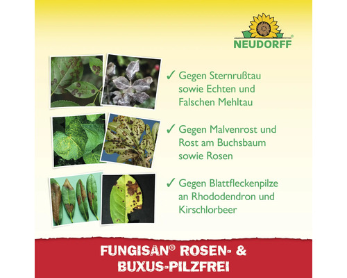 Fungisan Rosen und Buchsbaum Pilzfrei gegen Sternrußtau, Echten und Falschen Mehltau, Malvenrost, Rosenrost und Blattfleckenpilze