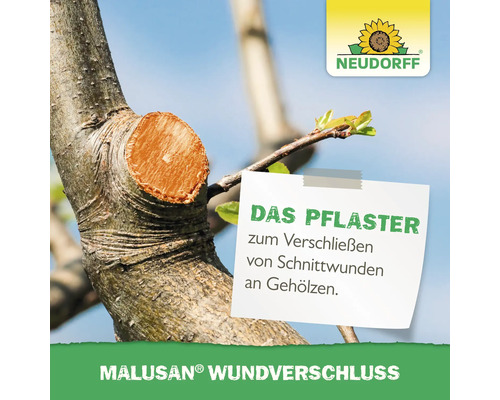 Malusan Wundverschluss auf einem Baumstamm nach dem Beschneiden