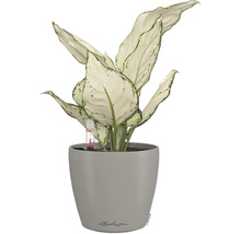 Blumentopf CLASSICO Color 12 Lechuza Kunststoff 11,8 x 11,8 x 132 cm sandbraun