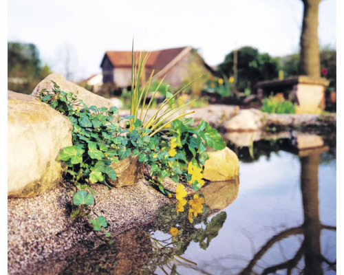 Teichufer mit Steinen, Pflanzen und Spiegelung im Wasser
