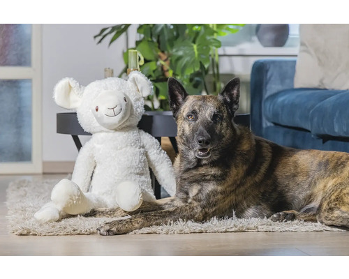 Ein gestromter Hund liegt neben einem Plüschschaf auf einem Teppich.