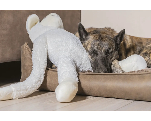 Schlafender Hund mit Plüschtier im Hundebett