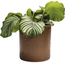 Calathea Zimmerpflanze in einem dekorativen Topf