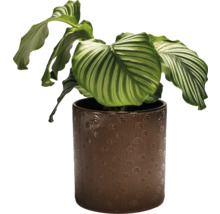 Calathea Zimmerpflanze in einem Topf