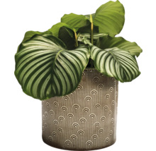 Zimmerpflanze Calathea Orbifolia in einem Topf mit Muster