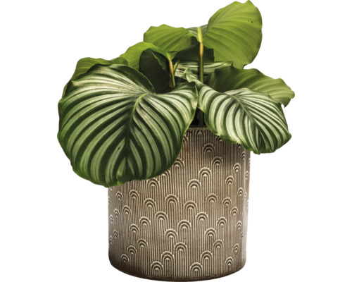 Zimmerpflanze Calathea Orbifolia in einem Topf mit Muster