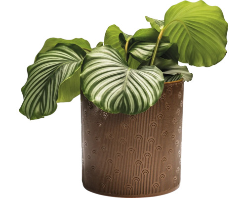 Calathea Zimmerpflanze in einem Topf