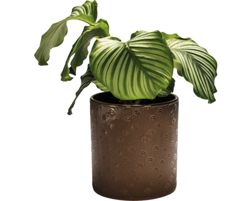Zimmerpflanze Calathea in einem Topf