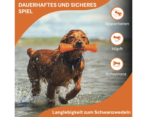 Hund apportiert einen Hundeknochen im Wasser