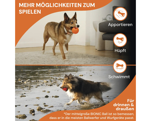Ein Hund mit einem Spielzeugball drinnen und draußen beim Apportieren, Hüpfen und Schwimmen.