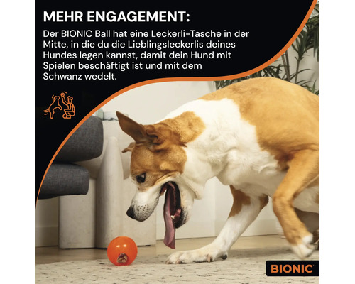 Ein Hund spielt mit einem Bionic Ball mit Leckerli-Tasche.
