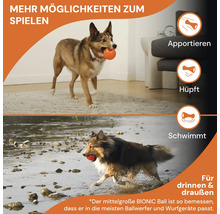 Zwei Hunde spielen mit Bällen: einer apportiert drinnen, der andere schwimmt draußen.