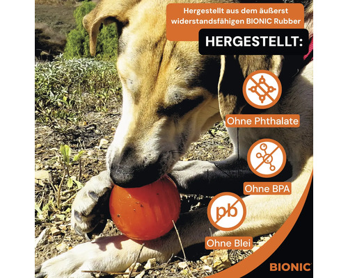 Ein Hund spielt mit einem orangen Ball aus widerstandsfähigem BIONIC Rubber, hergestellt ohne Phthalate, BPA und Blei