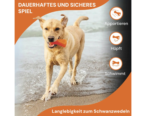 Ein Hund apportiert ein Spielzeug am Strand