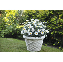 Blumentopf mit Margeriten im Garten