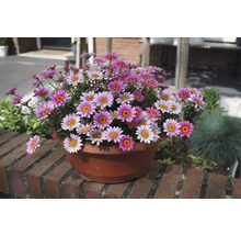 Topf mit Gänseblümchen auf einer Mauer