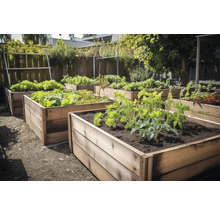 Hochbeete mit verschiedenen Gemüsesorten in einem Garten