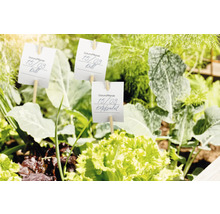 Garten mit Pflanzenetiketten und verschiedenen Gemüsesorten