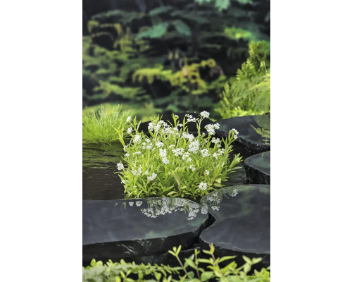 Weiße Blütenpflanze zwischen schwarzen Steinen in einem Gartenteich