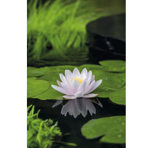 Seerose FloraSelf Nymphaea marliaceae 'Carnea' Ø 18 cm Topf