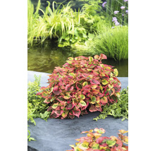Molchschwanz FloraSelf Houttuynia cordata 'Chameleon' Co 3 L