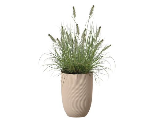 Ziergras im Topf
