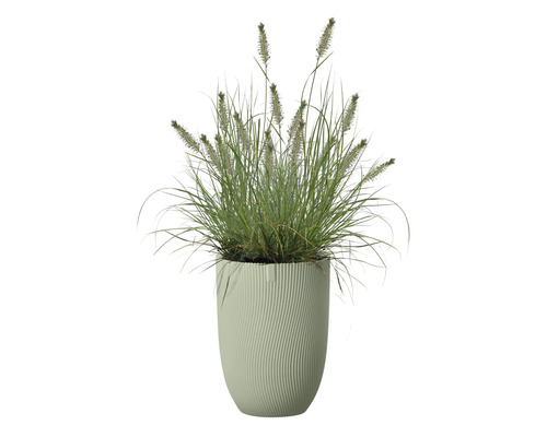 Grasbusch in einem Pflanzgefäß