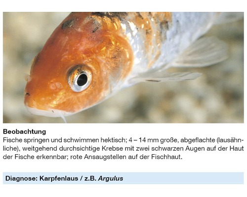 Nahaufnahme eines Fisches mit Anzeichen von Karpfenlaus